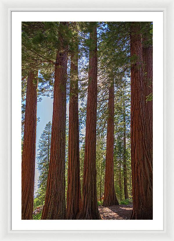 Shadows of a Forest in Mariposa Grove - Framed Print
