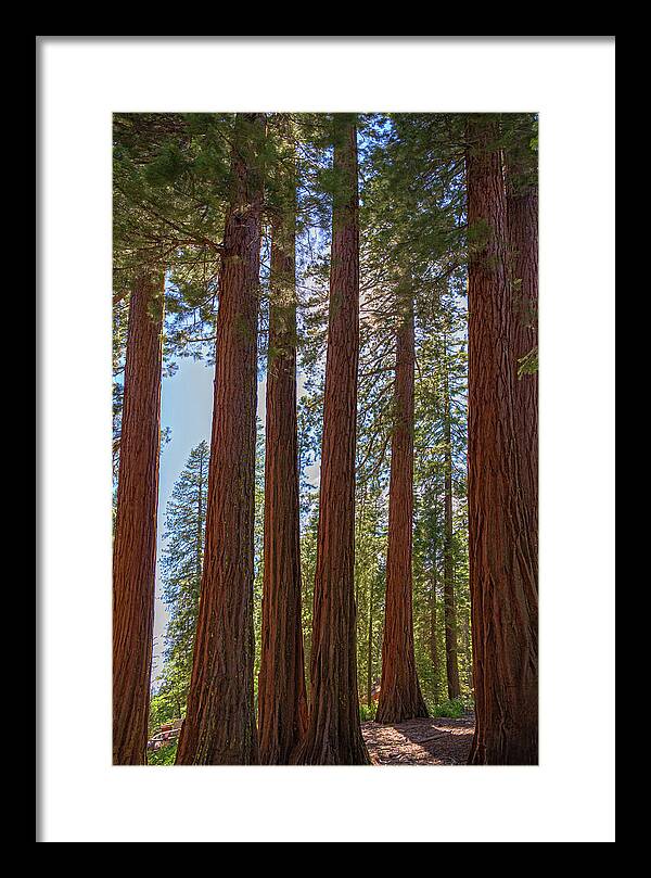 Shadows of a Forest in Mariposa Grove - Framed Print