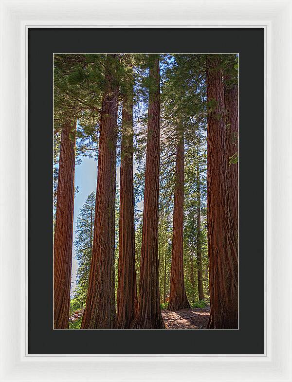 Shadows of a Forest in Mariposa Grove - Framed Print