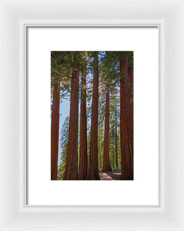 Shadows of a Forest in Mariposa Grove - Framed Print