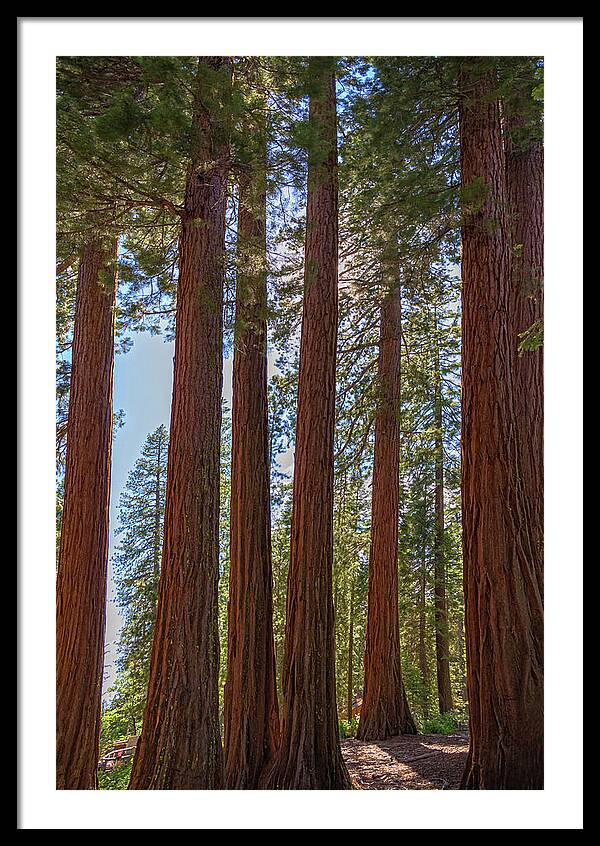 Shadows of a Forest in Mariposa Grove - Framed Print