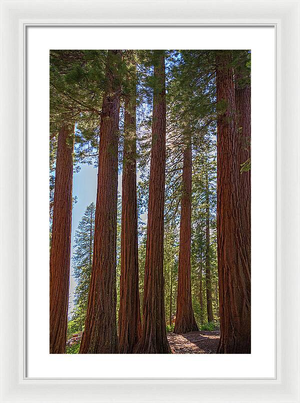 Shadows of a Forest in Mariposa Grove - Framed Print