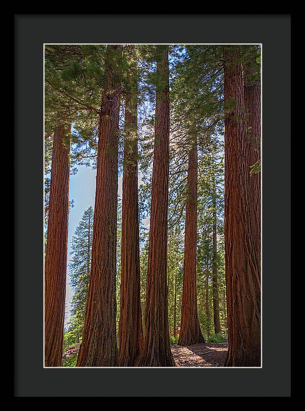Shadows of a Forest in Mariposa Grove - Framed Print