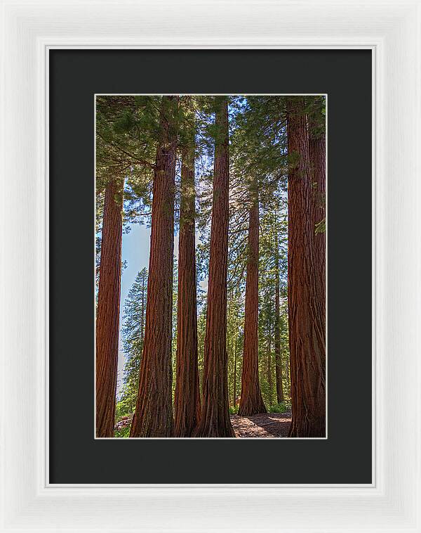 Shadows of a Forest in Mariposa Grove - Framed Print