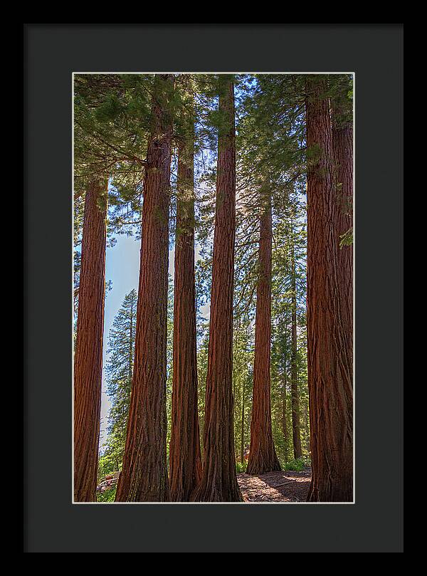 Shadows of a Forest in Mariposa Grove - Framed Print