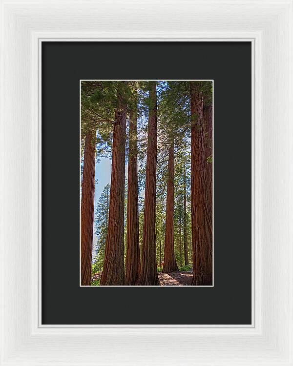 Shadows of a Forest in Mariposa Grove - Framed Print