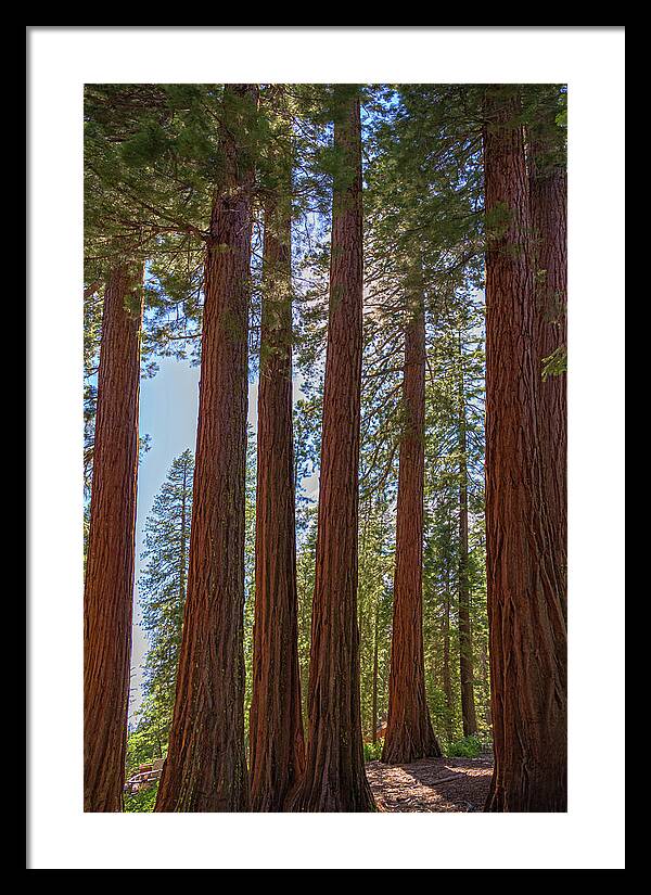 Shadows of a Forest in Mariposa Grove - Framed Print