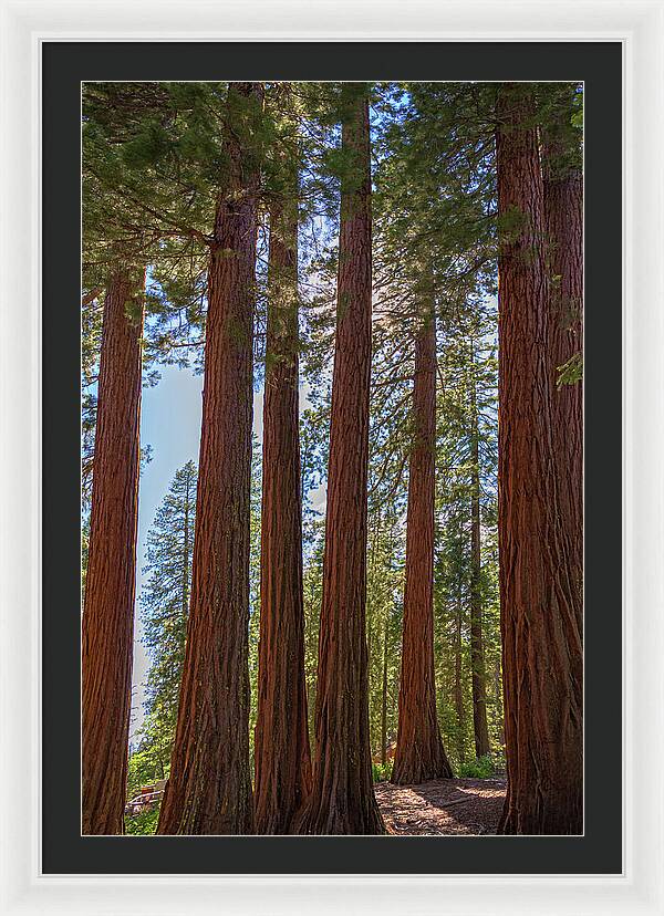 Shadows of a Forest in Mariposa Grove - Framed Print
