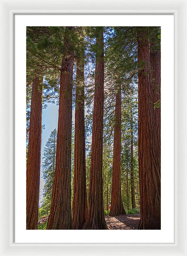 Shadows of a Forest in Mariposa Grove - Framed Print