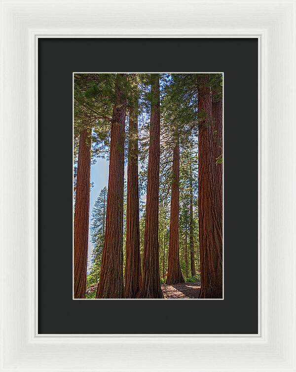 Shadows of a Forest in Mariposa Grove - Framed Print