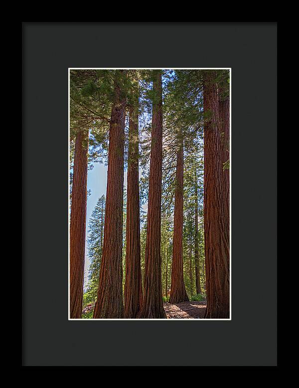 Shadows of a Forest in Mariposa Grove - Framed Print