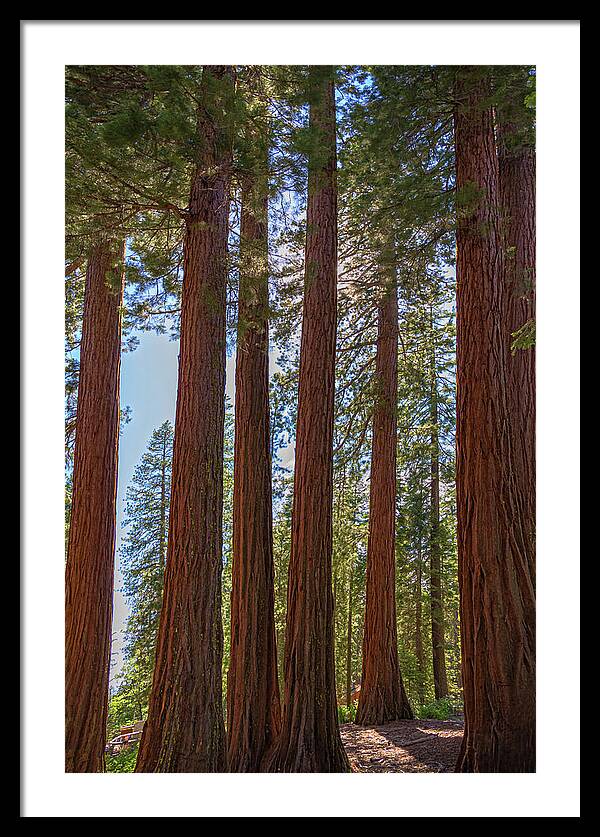 Shadows of a Forest in Mariposa Grove - Framed Print