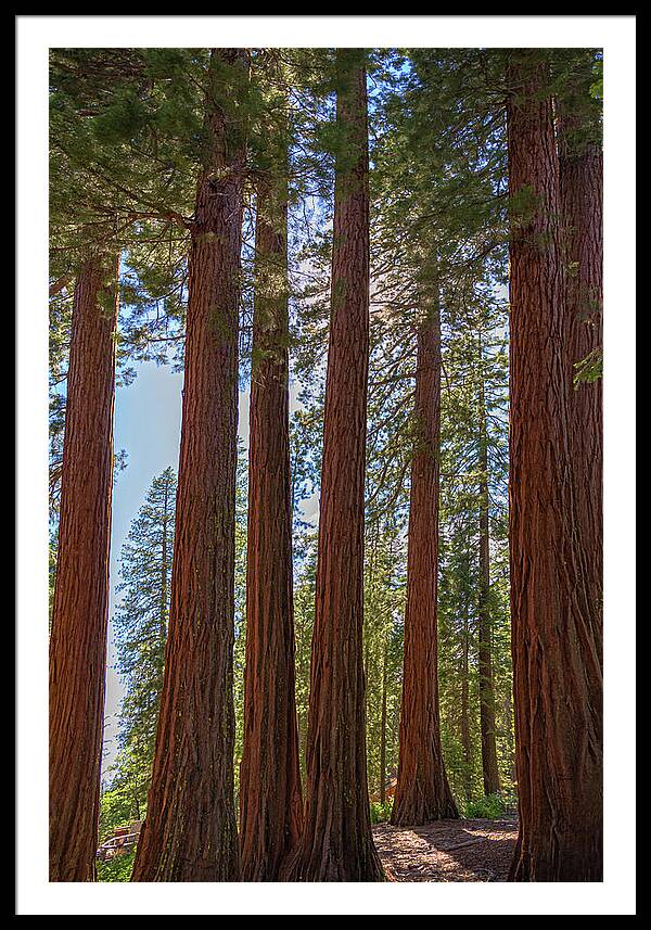 Shadows of a Forest in Mariposa Grove - Framed Print