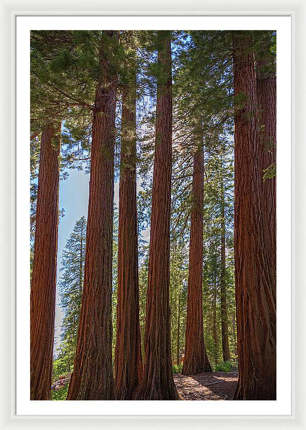 Shadows of a Forest in Mariposa Grove - Framed Print