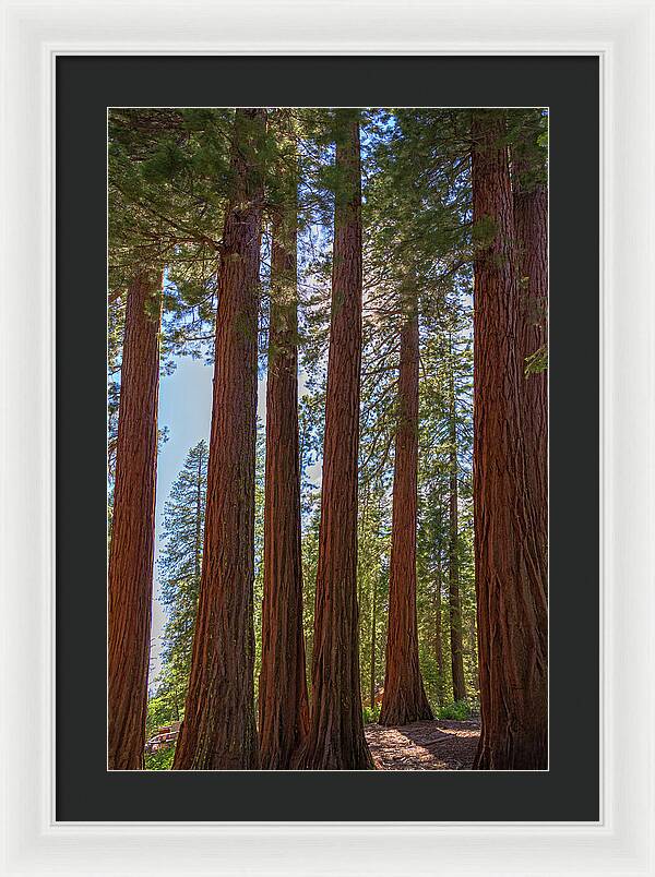 Shadows of a Forest in Mariposa Grove - Framed Print