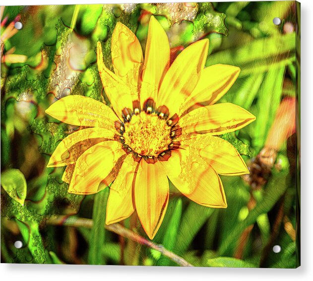 Single Yellow Flower with Waterdrops Overlay - Acrylic Print
