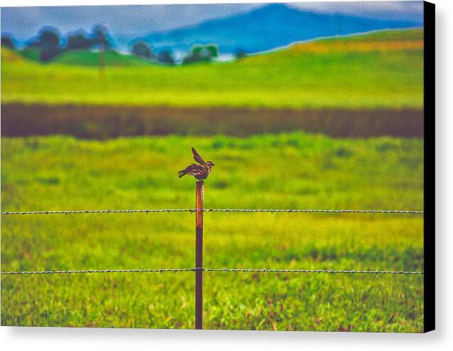 Small Bird Ready for take off Landscape - Canvas Print