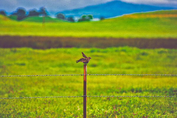 Small Bird Ready for take off Landscape - Art Print