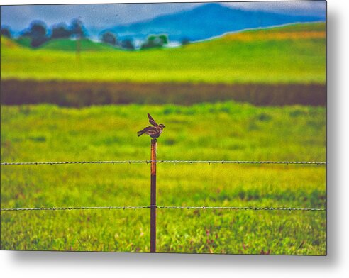 Small Bird Ready for take off Landscape - Metal Print