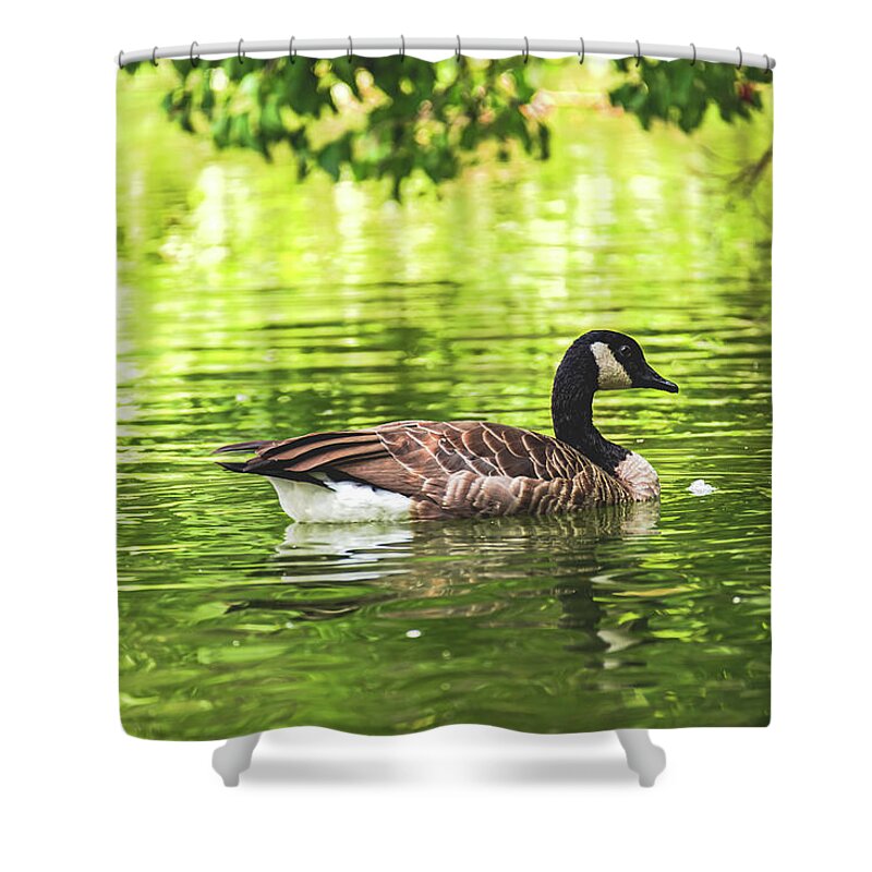 Solitary Goose on Tranquil Pond - Shower Curtain