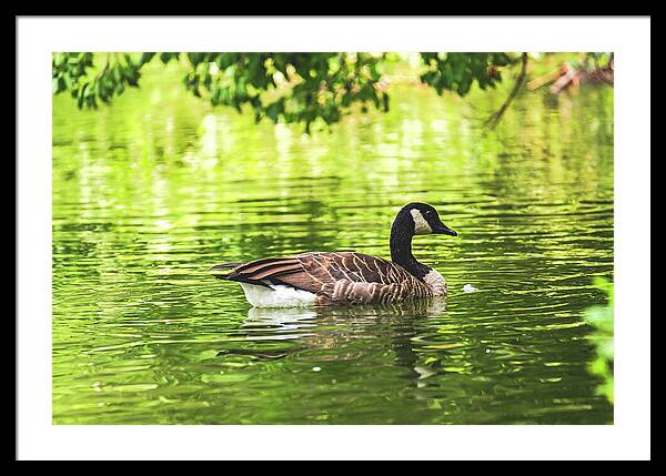 Solitary Goose on Tranquil Pond - Framed Print