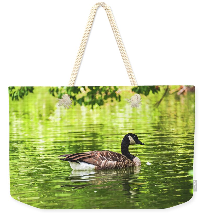 Solitary Goose on Tranquil Pond - Weekender Tote Bag
