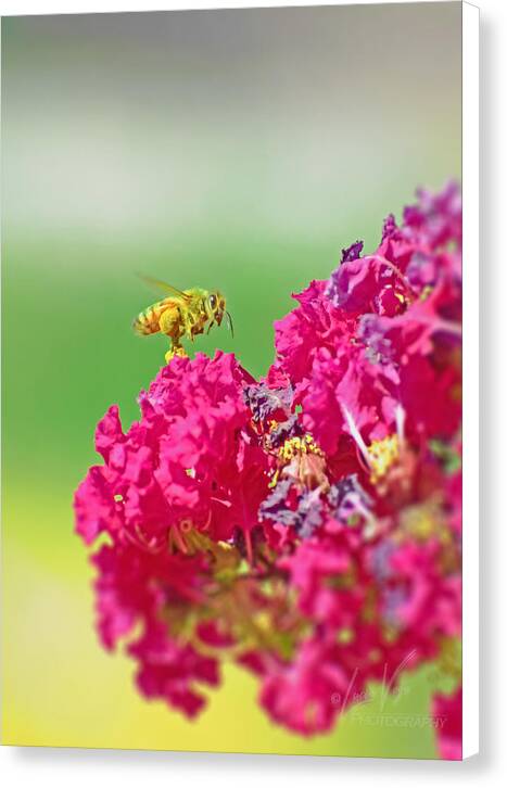 Standing Still In Life Magenta Flowers and Bee - Canvas Print