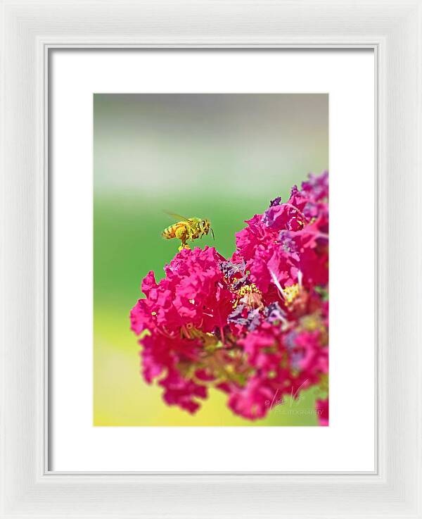Standing Still In Life Magenta Flowers and Bee - Framed Print
