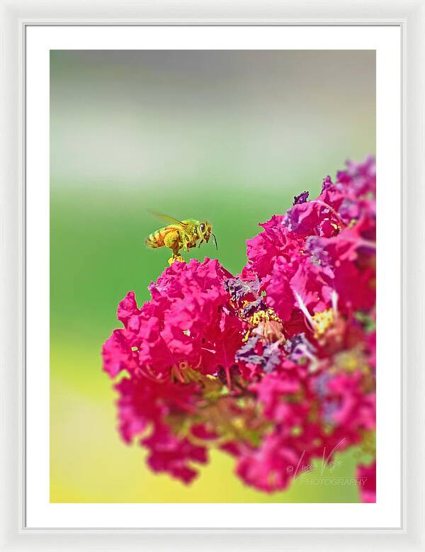 Standing Still In Life Magenta Flowers and Bee - Framed Print
