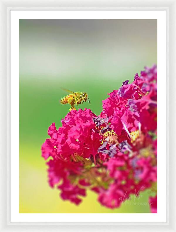 Standing Still In Life Magenta Flowers and Bee - Framed Print