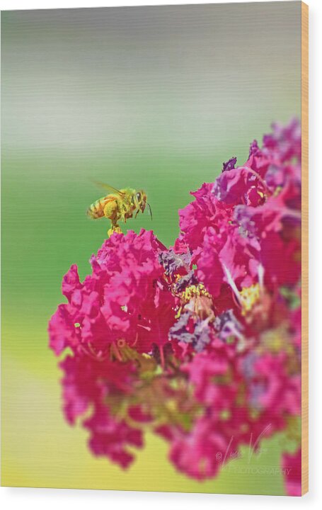 Standing Still In Life Magenta Flowers and Bee - Wood Print