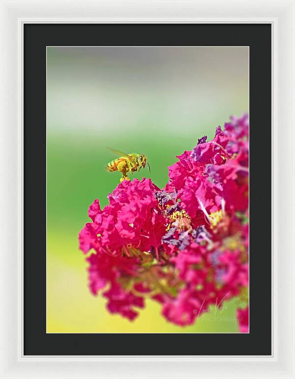 Standing Still In Life Magenta Flowers and Bee - Framed Print