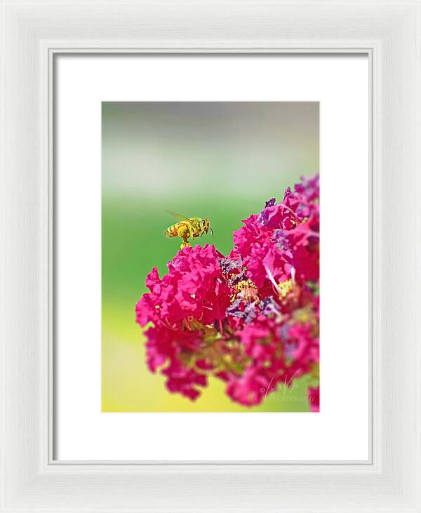 Standing Still In Life Magenta Flowers and Bee - Framed Print