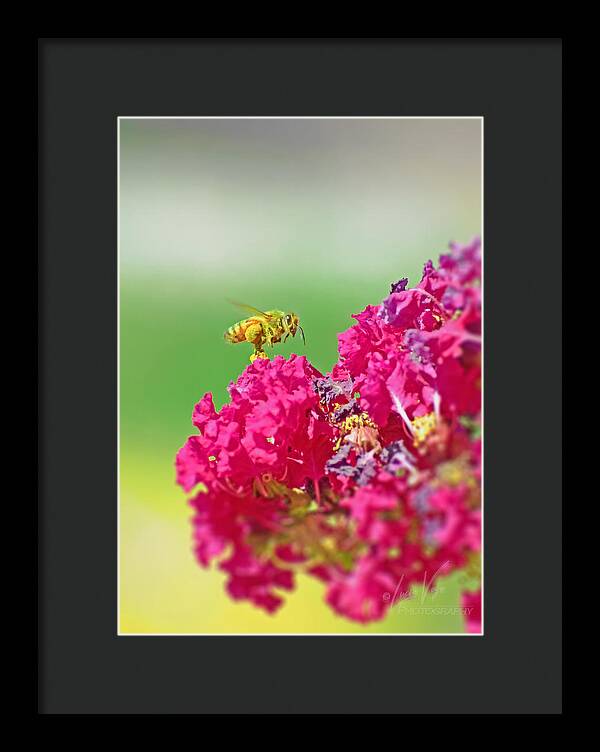 Standing Still In Life Magenta Flowers and Bee - Framed Print