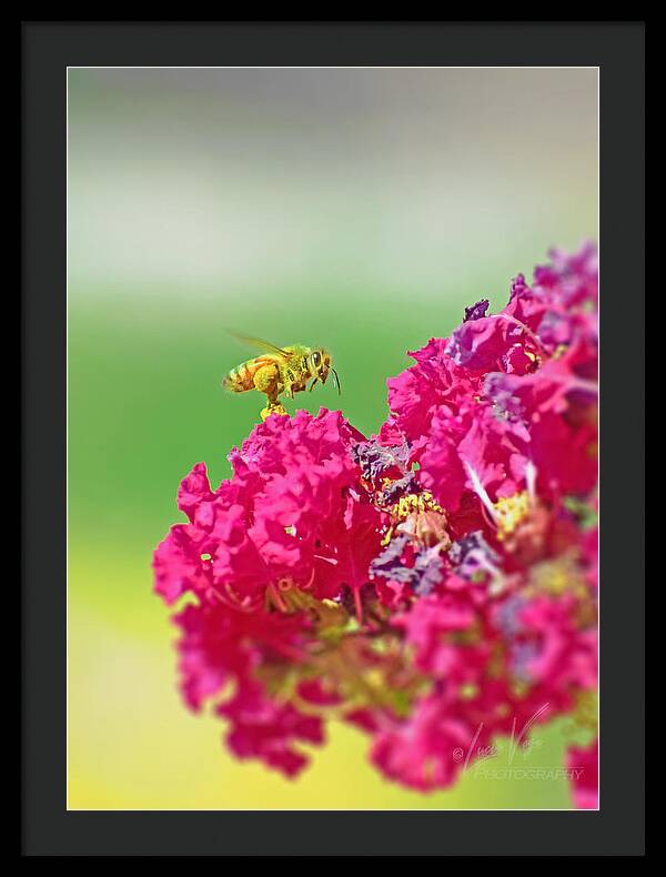 Standing Still In Life Magenta Flowers and Bee - Framed Print