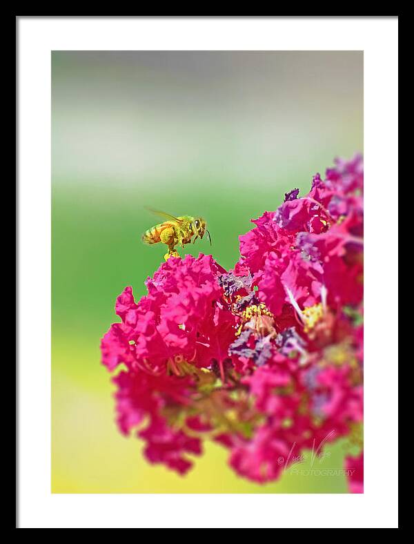 Standing Still In Life Magenta Flowers and Bee - Framed Print