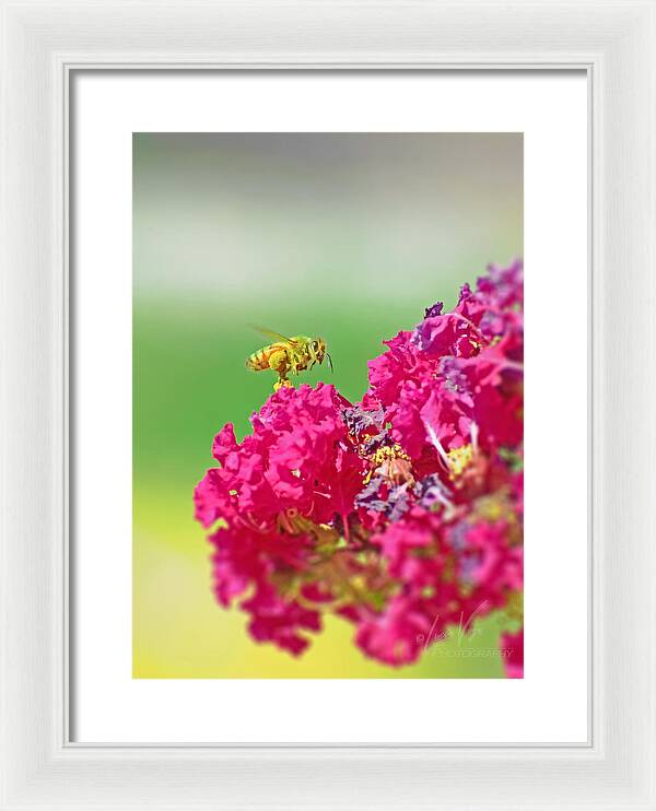 Standing Still In Life Magenta Flowers and Bee - Framed Print