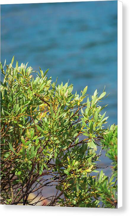 Sunny Bush by the Lake - Canvas Print