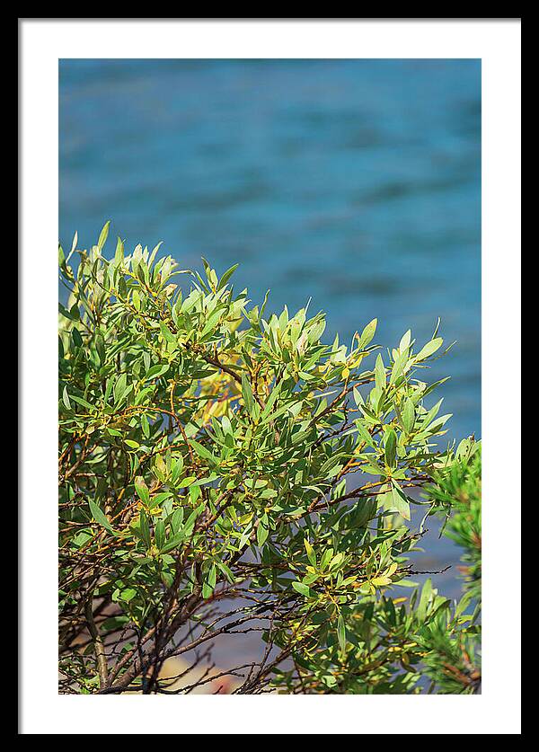 Sunny Bush by the Lake - Framed Print
