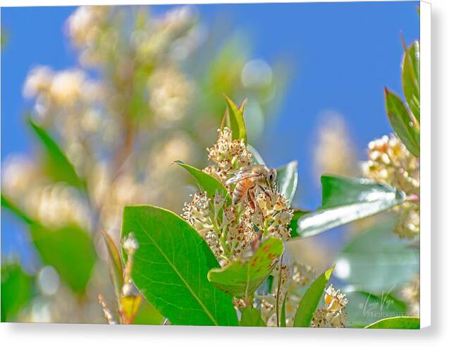 Sunny Morning of a Busy Bee - Canvas Print