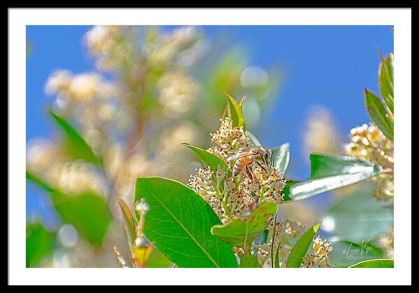 Sunny Morning of a Busy Bee - Framed Print