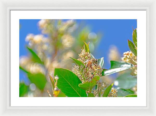 Sunny Morning of a Busy Bee - Framed Print