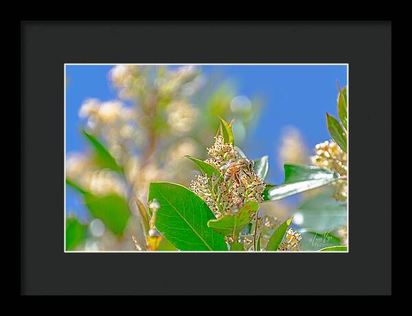Sunny Morning of a Busy Bee - Framed Print