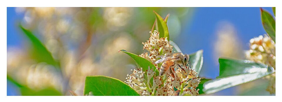 Sunny Morning of a Busy Bee - Yoga Mat