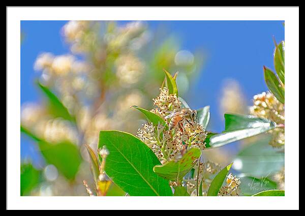 Sunny Morning of a Busy Bee - Framed Print