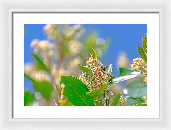 Sunny Morning of a Busy Bee - Framed Print