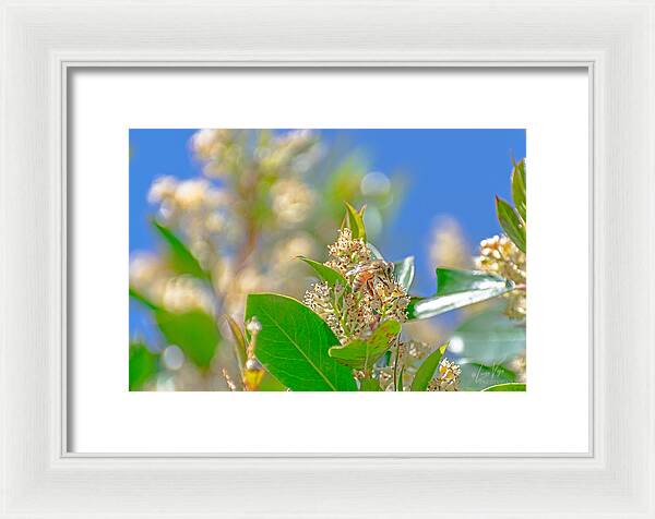 Sunny Morning of a Busy Bee - Framed Print