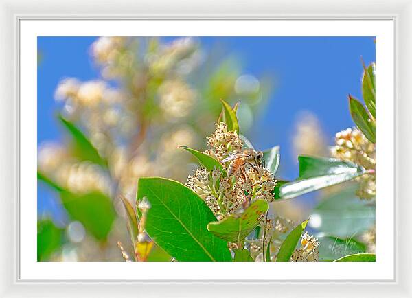 Sunny Morning of a Busy Bee - Framed Print
