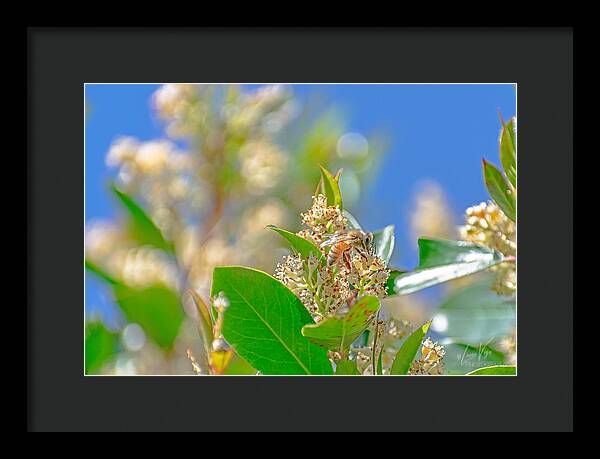 Sunny Morning of a Busy Bee - Framed Print
