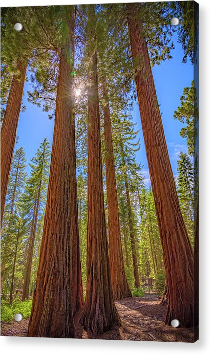 Sunshine Peeking Through Sequoia Trees - Acrylic Print